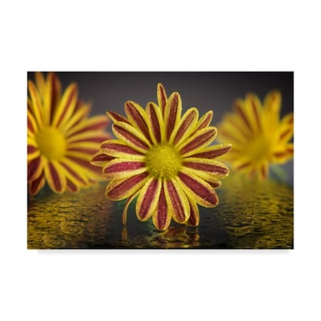 Gordon Semmens 'Red And Yellow Floral' Canvas Art,22x32